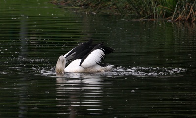Pelican fishing